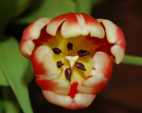 Tulp