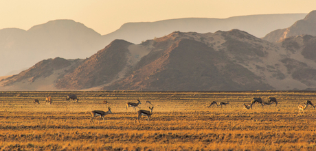 Springbokkies