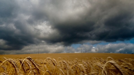 Corn and clouds