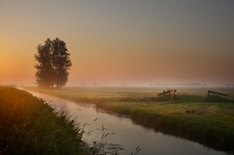 Hoog gras