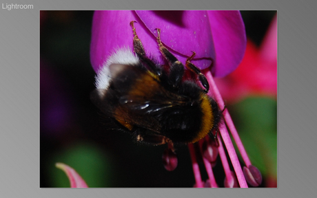 fuchsia en bij