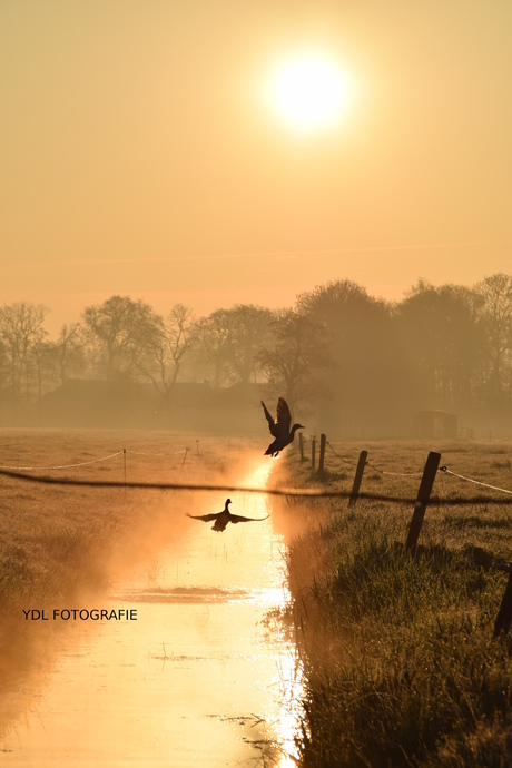 Mistige gouden zonsopkomst!