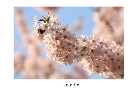 Lente