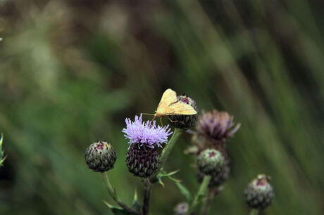 Geometridae