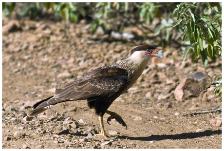 Roof vogel