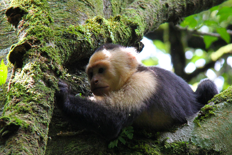 Capuchin Monkey zoekt eten