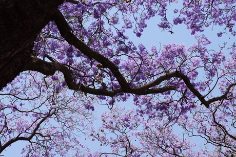 Jacaranda boom