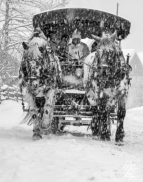 Sneeuw paard en wagen