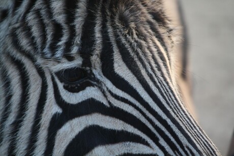Zebra