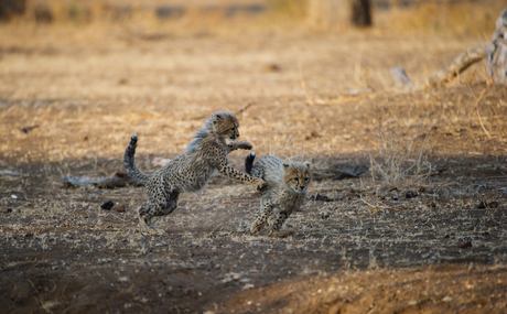 Spelende Cheetah babies