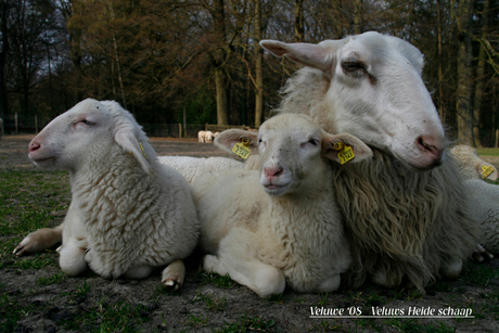 Relaxen op de Veluwe