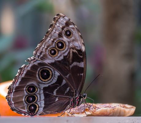 Azuurvlinder (Morpho peleides)