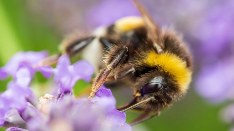 Macro hommel