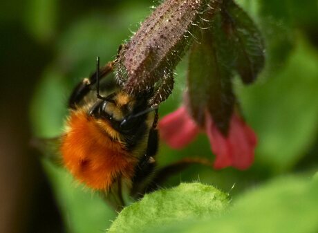 Hommel