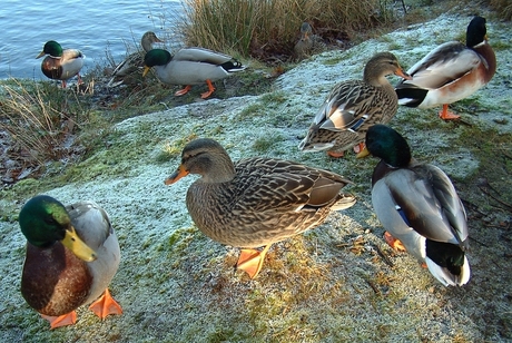 Wintereenden