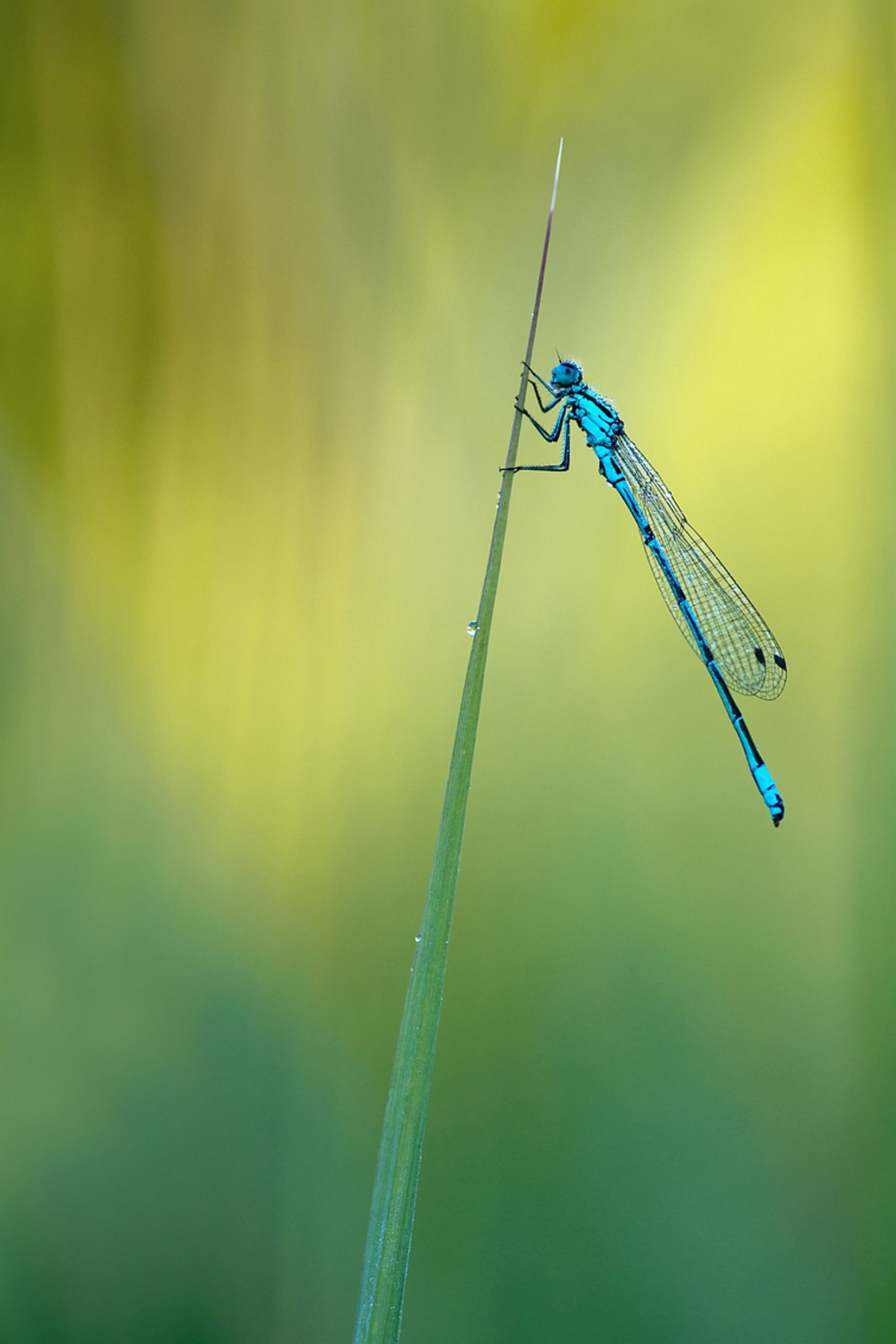 Can t You Feel A Brand New Day Can't you feel a brand new day? - foto van arjovandijk - Macro - Zoom.nl