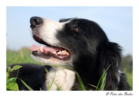 Zoë, Borderportret