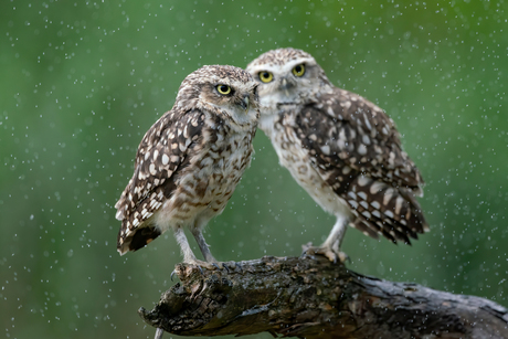 Samen in de regen.