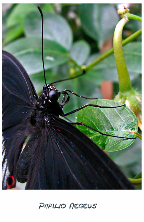 Papilio Aegeus