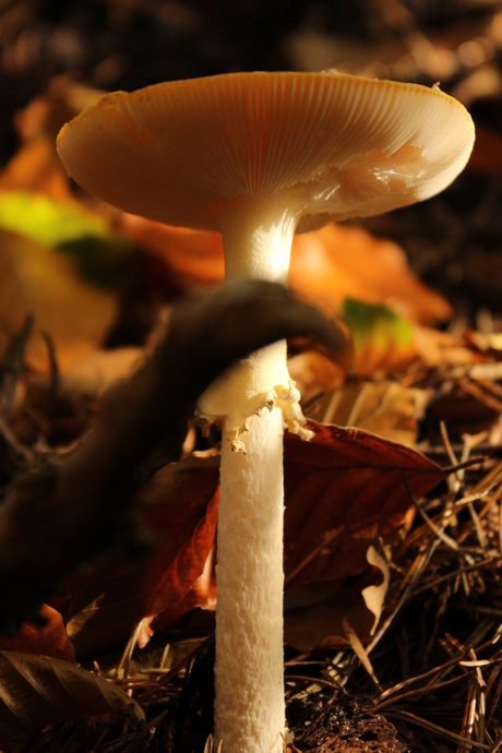Underneath the mushroom