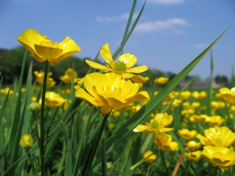 Boterbloempjes