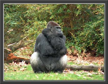 (BONGO) Hij is 33 jaar geworden