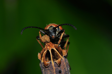 boktor op top papaver