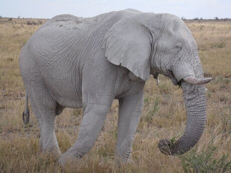 De wijze oude olifant