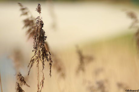 Riet aan water