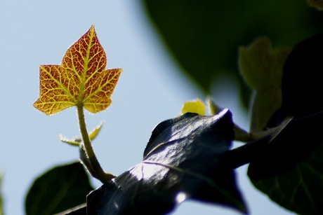 Backlight Leaf