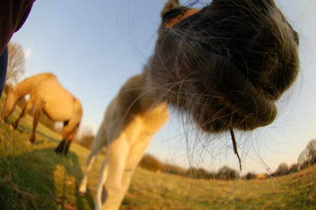 veulen meets fisheye