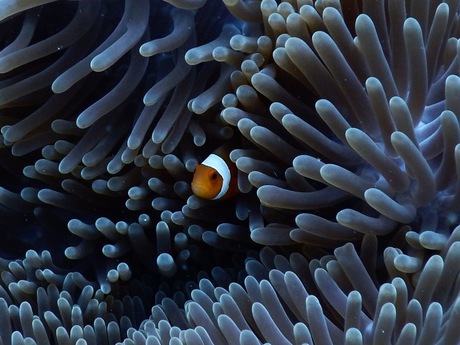 Clownfish-Indonesië