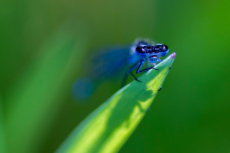 blue eyes