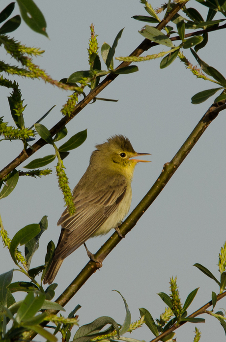 spotvogel