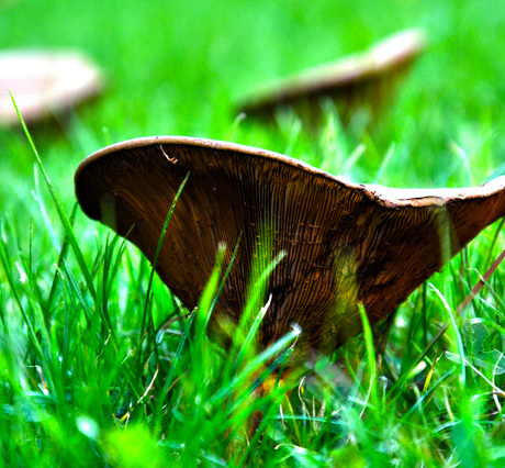 A mushroom in the garden.