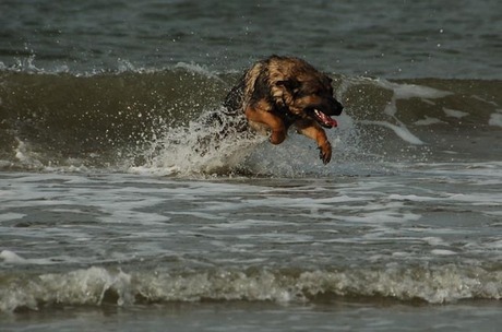 atmaya op het strand