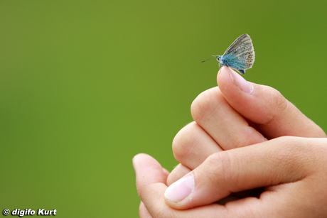 icarusblauwtje op hand