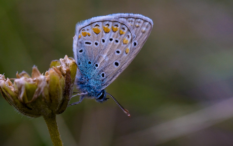 Blauwstaartje