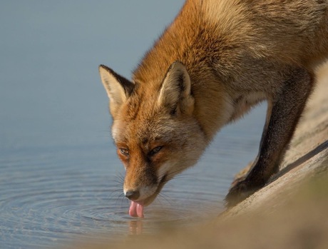 Dorst