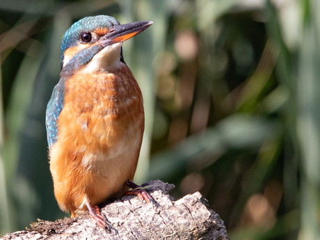 ijsvogel