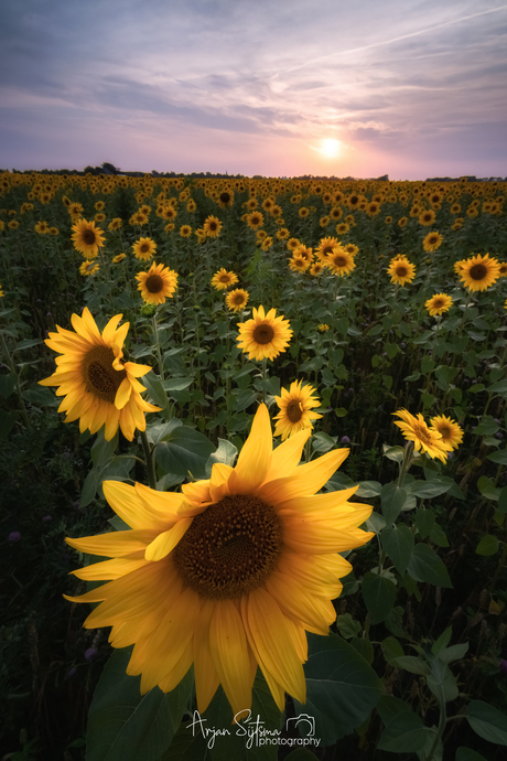 Zonnebloemen in de avondzon