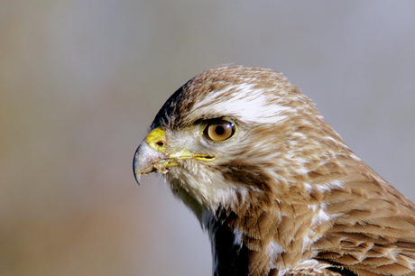 Buizerd