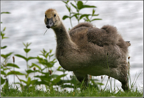 Young canadian goose..........