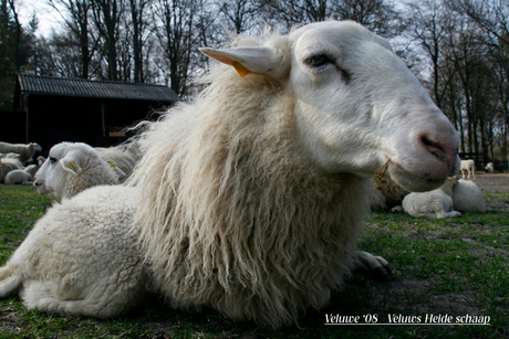 Relaxen op de Veluwe 2