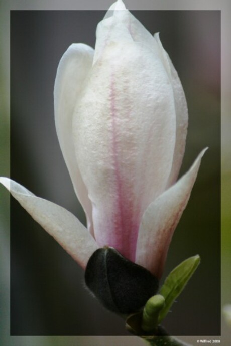 Magnolia