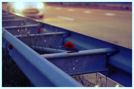 Highway flower