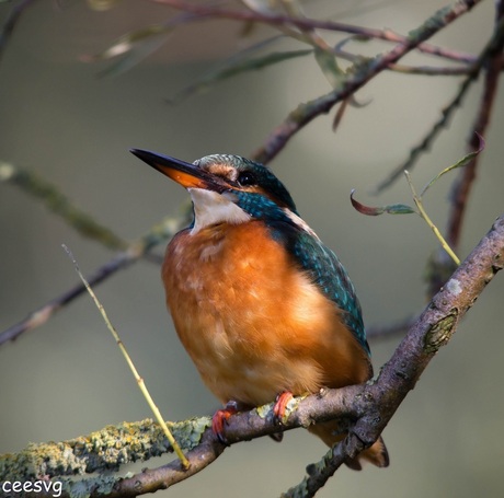 Ijsvogel