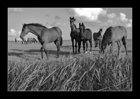 Paarden in het Friese landschap 2