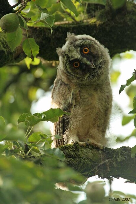 Hallo,..wie ben jij ??