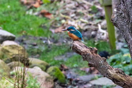 IJsvogel in onze tuin